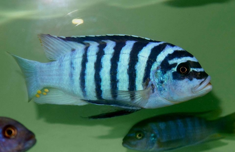 Maylandia fainzilberi 'Chirwa Island'